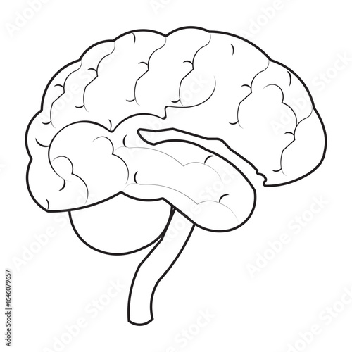 Human brain icon with editable stroke, Simple brain diagram illustration
