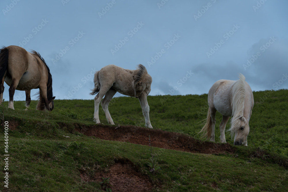 Obraz premium Two wild horses, together with a foal, are grazing in the evening under cloudy skies. One horse is white, the other the colon of cappuccino. Their manes are tangled, and their hooves are worn from run