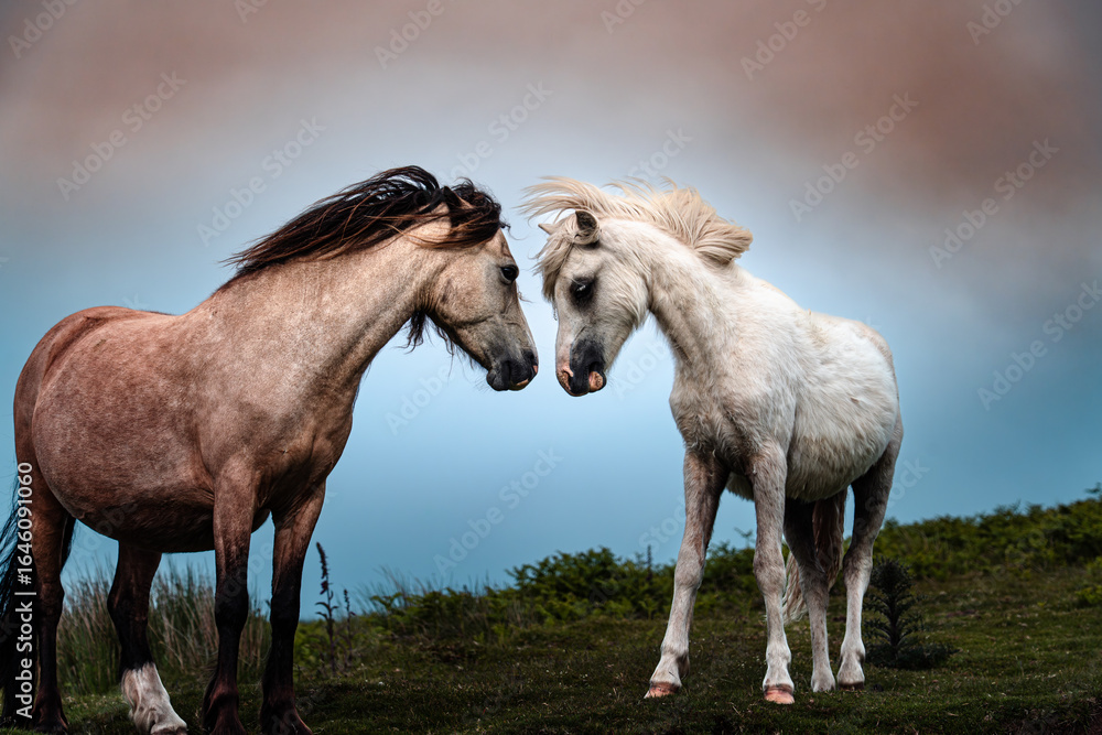 Fototapeta premium Two wild horses, their long manes tangled by the wind and their tails knotted, have hooves worn and cracked from constant running. Yet they are free, living wherever they choose, true creatures of the