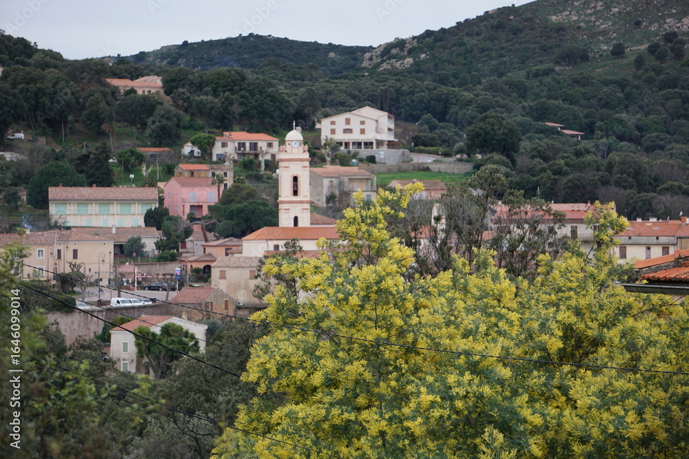 panoramic view of the village of Cargèse with the church and yellow mimosa trees by the coast of Corsica, france panoramic view of the village of Cargèse with the church and yellow mimosa trees by the coast of Corsica, france