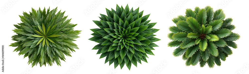 Fototapeta premium Isolated Collection of Green Plant Leaves on Transparent Background