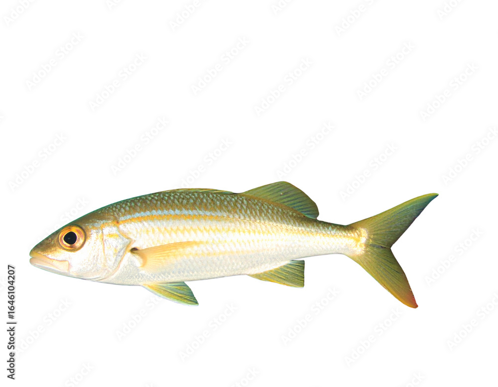 Fototapeta premium fish on white background