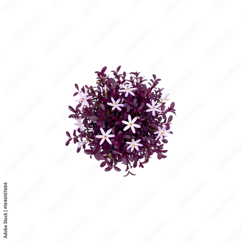 Fototapeta premium Aerial View of Purple-Leaved Flowering Plant; Compact Creeper, Top Down Shot.