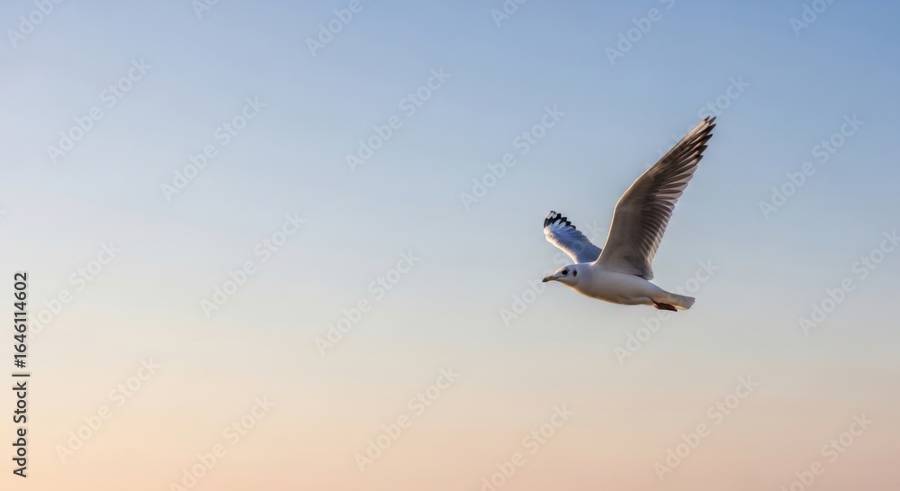Fototapeta premium Seagull flying in a clear blue and peach sky at sunrise or sunset bird flight