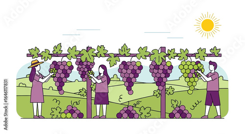 Harvest season illustration depicting grape picking in a vineyard on a sunny day