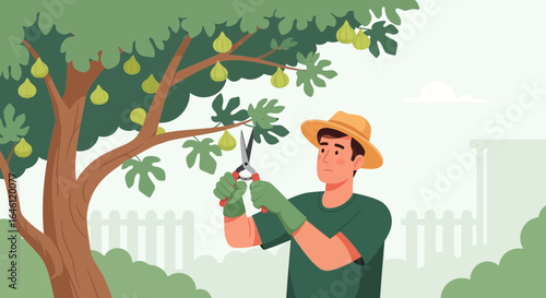 Illustration depicting a man gardening and pruning a fig tree in his backyard tending to a lush fig tree with ripe fruits