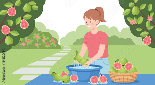 Illustration depicting a young woman washing freshly picked guavas in a garden setting