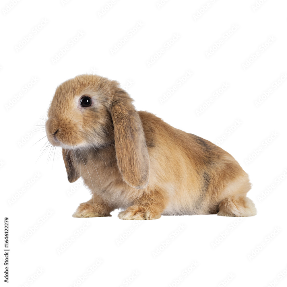 Rabbit isolated on white background Rabbit isolated on white background