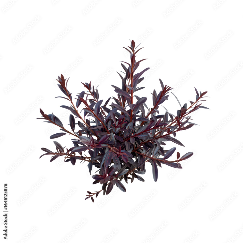 Obraz premium Dark Purple Creeper Plant, Isolated on Black: Lush, Moody Botanical Stock Image