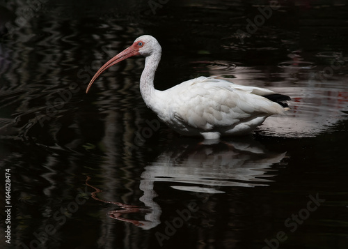 White ibis with long curved orange beak  is reflected in dark water as it  wades searching for food.