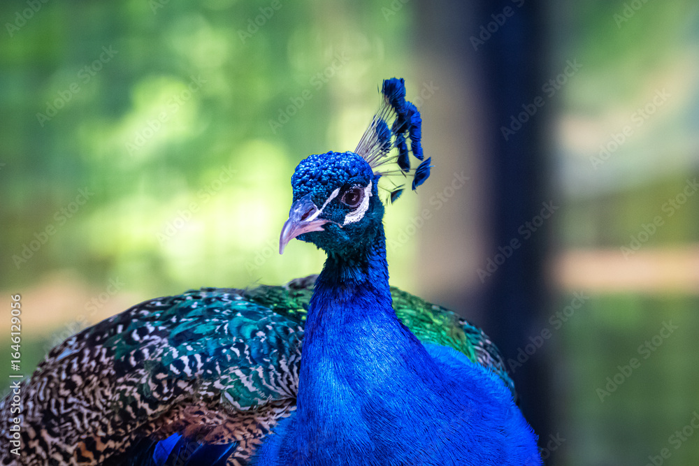 Naklejka premium peacock with feathers