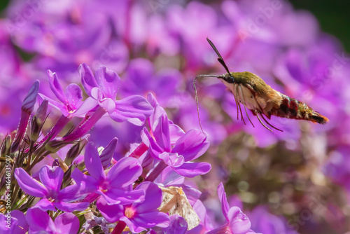 Hummingbird Moth in Flight