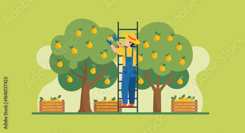 Illustration of a farmer harvesting pears from trees in an orchard setting