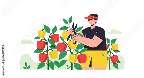 Illustration of a farmer harvesting peppers in the field with pruning shears vector art