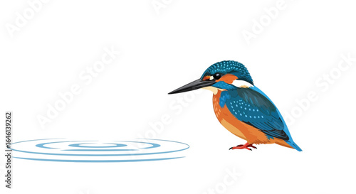 Illustration of a kingfisher looking at water ripples with a minimalist design style