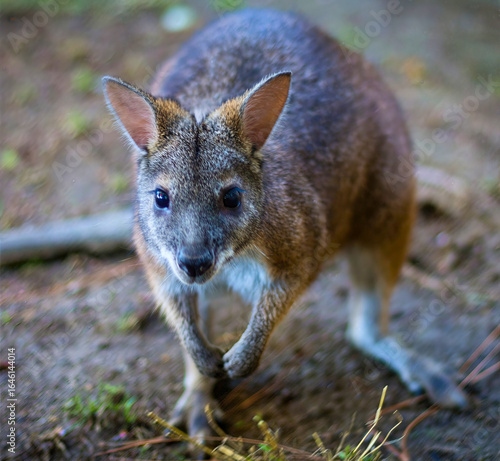 Wallpaper Mural Agile Wallaby on Rocky Ground Torontodigital.ca