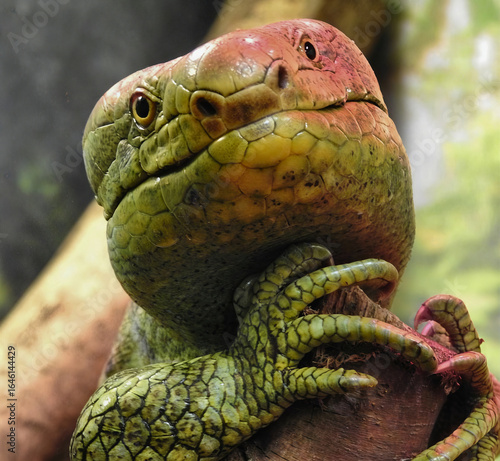 Wallpaper Mural Prehensile-Tailed Skink Basking in Sunlight Torontodigital.ca