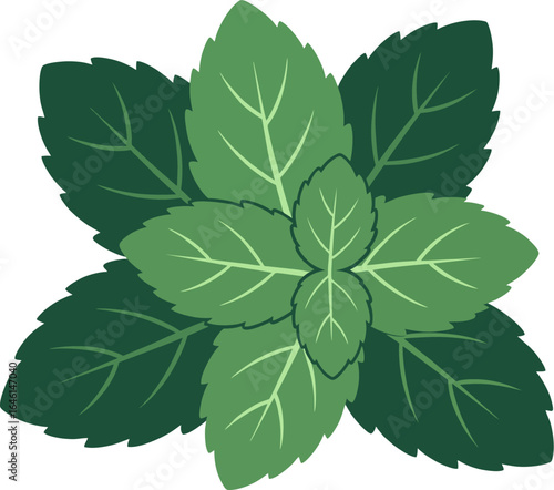 Flat Vector Illustration of Mint Leaves – Fresh Herbal Plant Design