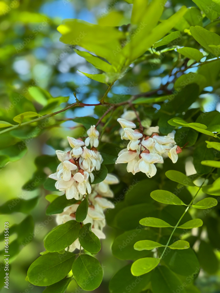 Fototapeta premium White acacia flowers close-up on green leaves background