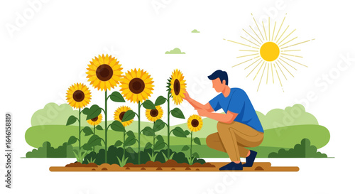 Man Admiring Sunflowers In A Field On A Sunny Day Illustration