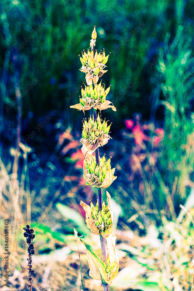 Obraz premium wild flowers in the forest