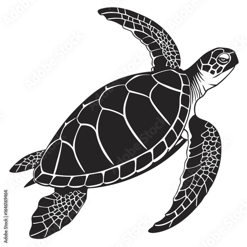 vector illustration of a turtle