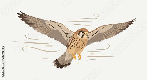 Vector illustration of an american kestrel bird flying with spread wings in the sky wildlife concept graphic design flying against the wind