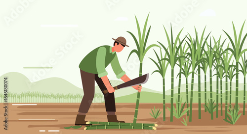 Sugarcane Harvest Agricultural Industry Vector Illustration On A Plantation Field