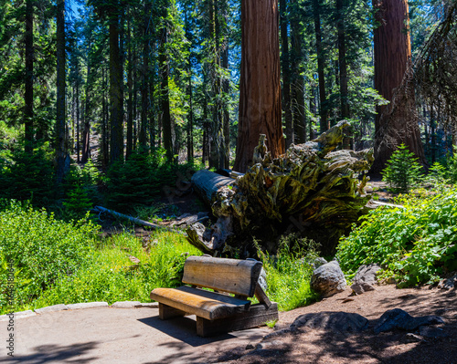 Small Bench in Sequoia Tree Forest on The Big Trees Trail, Sequoia National Park, California, USA