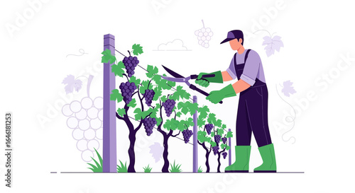 Viticulturist Pruning Grapes Growing in Vineyard Farming Agriculture Harvesting Concept