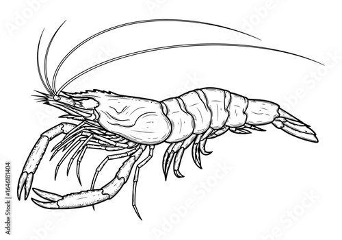 Vector art of detailed line drawing of a shrimp isolated on white background