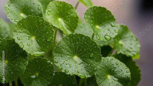 Lush Green Centella Asiatica Leaves Displaying Raindrops in a Close up Composition on a Dark Backdrop Representing Natural Wellness