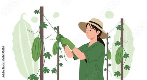 Woman Harvesting Bitter Melons In Her Garden During A Sunny Day