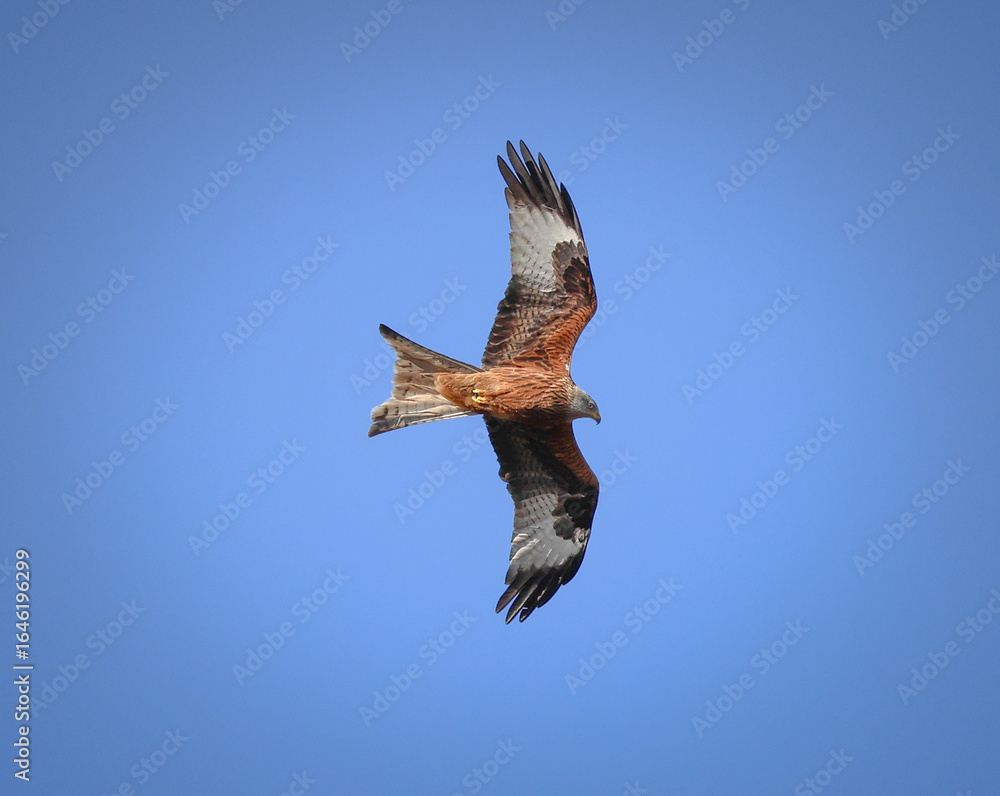 Obraz premium Red Kite in Flight Against Clear Blue Sky
