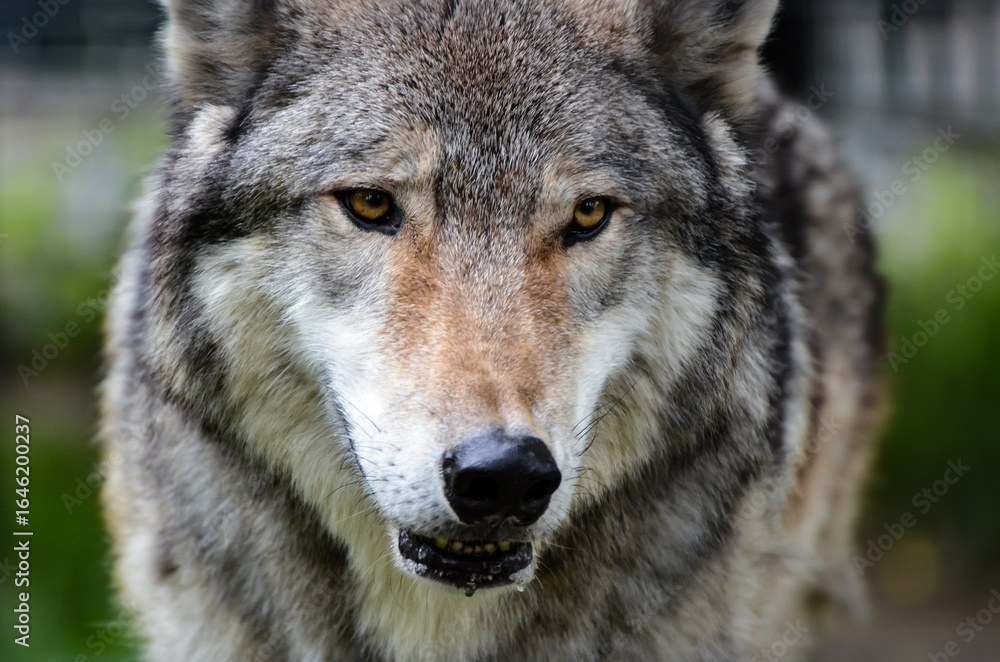 Fototapeta premium gray wolf portrait