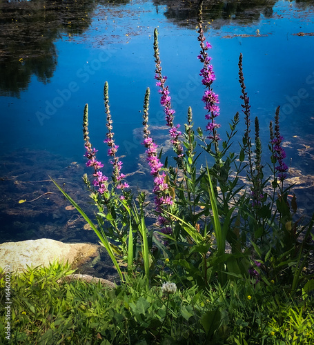 lake with flowers