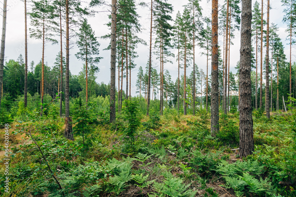 Obraz premium Swedish Forests – Lush Scandinavian Wilderness