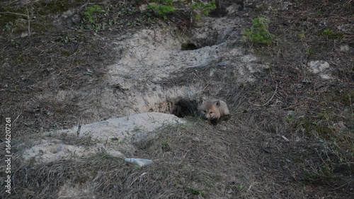 Wallpaper Mural Red fox kits in the spring at their den in the Canadian Rockies Torontodigital.ca