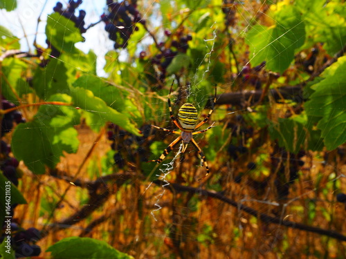 Close-up of wasp spider on its web in vineyard, with green leaves and grapes background