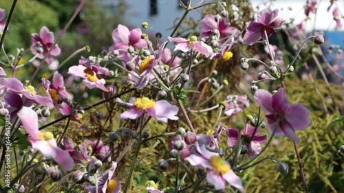 Herbst-Anemone (Anemone hupehensis)  mit rosa Blüten