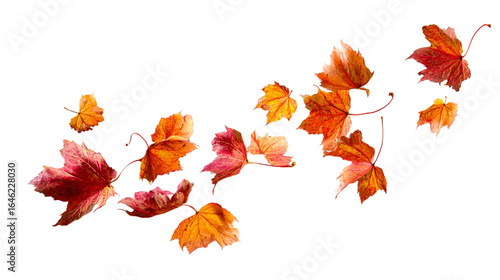 Vibrant autumn leaves gracefully float, capturing the essence of fall's changing colors and crisp air.