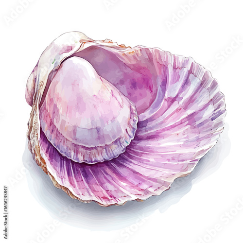 watercolor vector of Scallop, isolated on a white background.