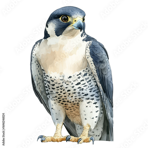 watercolor vector of Peregrine Falcon, isolated on a white background.