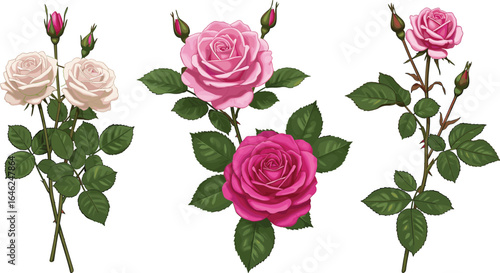 Pink rose plant illustration, blooming flower clipart, rose buds and blossoms, floral vector set, garden rose design, botanical artwork bundle