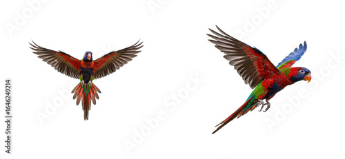 Colorful parrots flying in nature wildlife vibrant environment captivating. Cut out set png