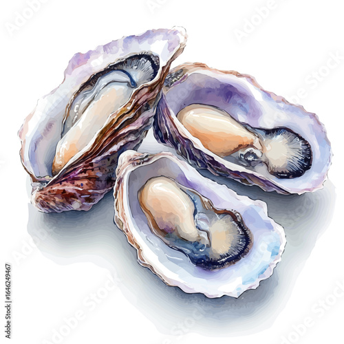 Oyster, watercolor clipart vector, isolated on a white background.