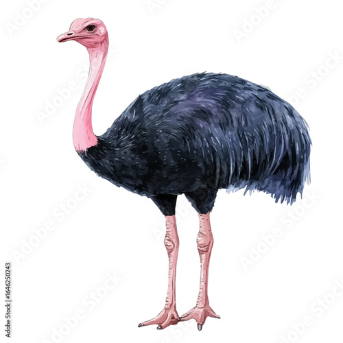 Ostrich, watercolor drawing vector, isolated on a white background.