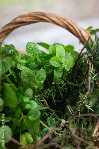 Organic Aromatic plants