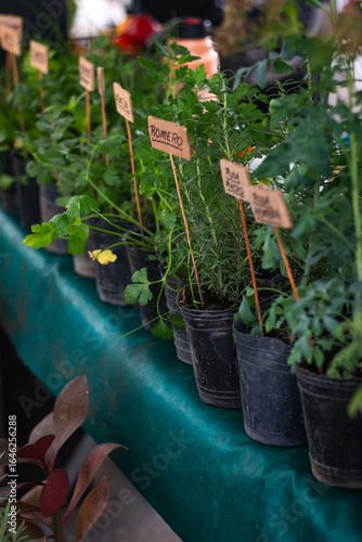 aromatic Plants from farmers market
