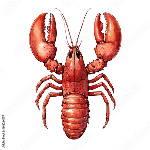Lobster, watercolor drawing vector, isolated on a white background.